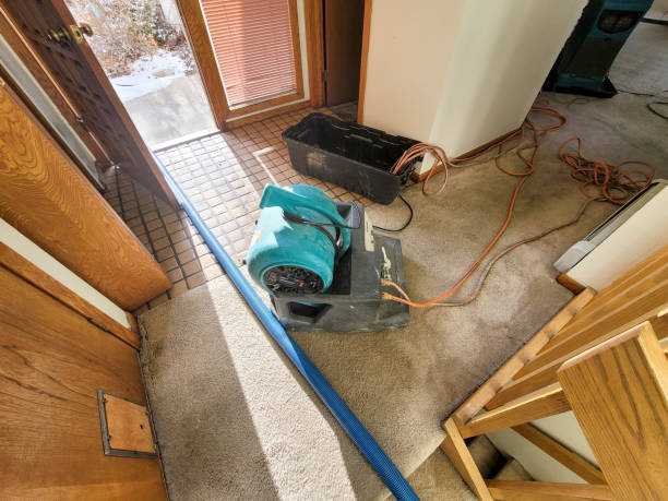 Best Ceiling water damage repair  in Ripley, MS